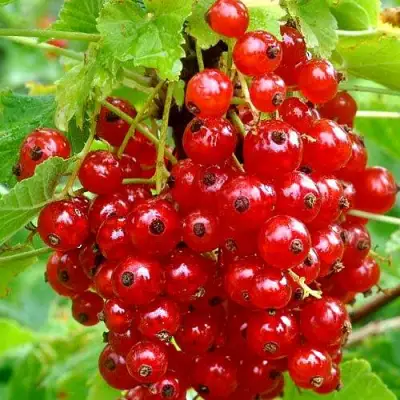 Смородина красная НЕНАГЛЯДНАЯ в Новополоцке