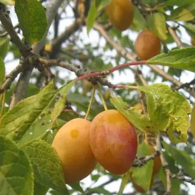 Слива НАТАША в Новополоцке