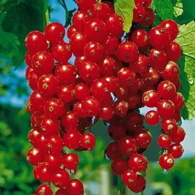 Смородина красная РОВАДА в Новополоцке