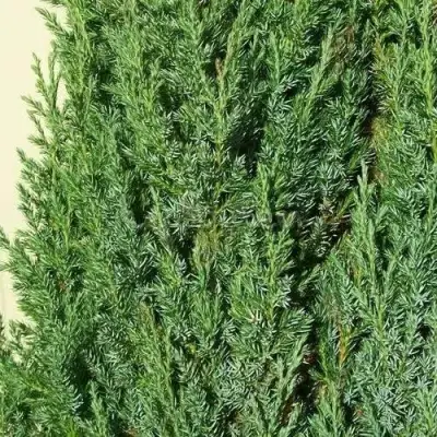 Можжевельник ХИБЕРНИКА обыкновенный  в Новополоцке