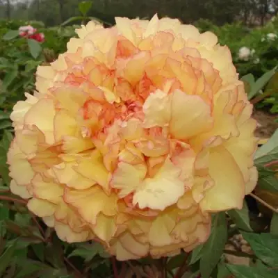 Пион ЗОЛОТАЯ РОССЫПЬ древовидный в Новополоцке