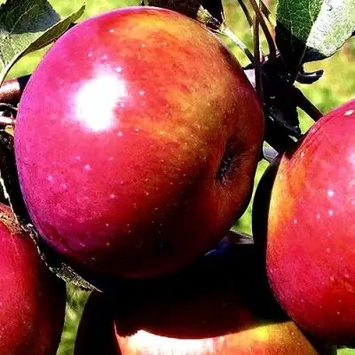 Яблоня ВЕСЯЛИНА в Новополоцке