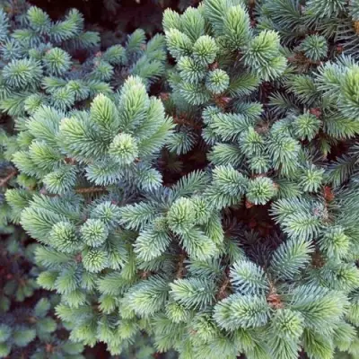 Ель ЭХИНИФОРМИС сизая в Новополоцке