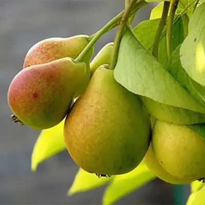 Груша СЕВЕРЯНКА в Новополоцке