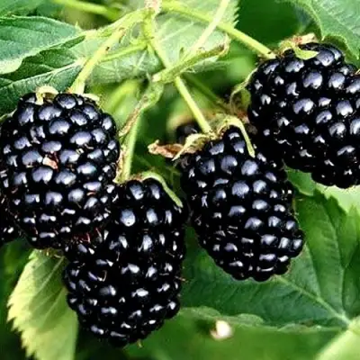 Ежевика ПРАЙМ АРК ТРЕВЕЛЕР ремонтантная  в Новополоцке