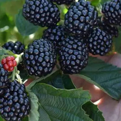 Саженцы ежевики