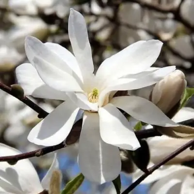 Магнолия ЛЕБНЕРА МЕРРИЛЛ в Новополоцке