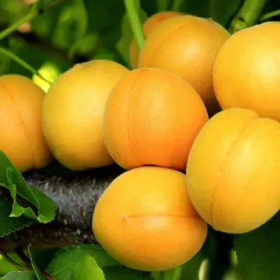 Абрикос ЦАРСКИЙ в Новополоцке