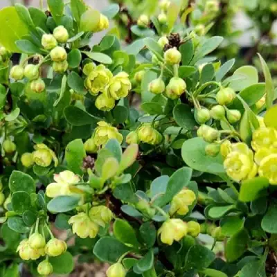 Барбарис КОБОЛЬД тунберга в Новополоцке