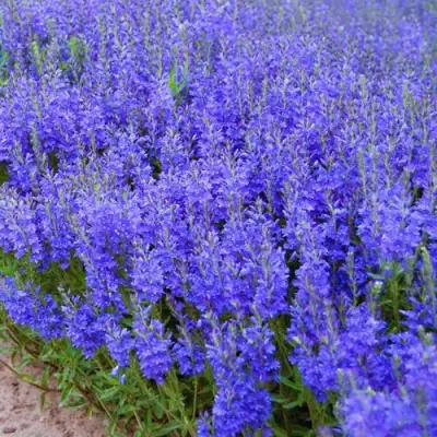 Вероника австрийская в Новополоцке