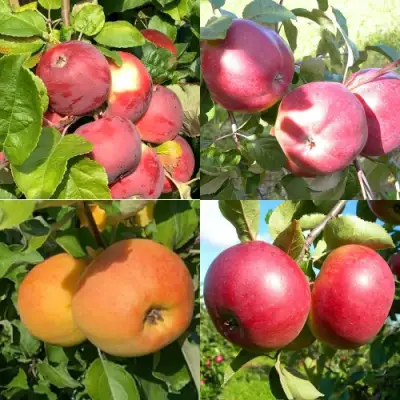 Комплект ЯБЛОНЕВЫЙ КВАРТЕТ в Новополоцке