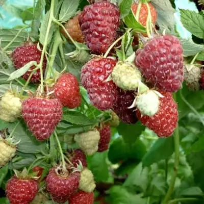 Малина ЖАР-ПТИЦА в Новополоцке