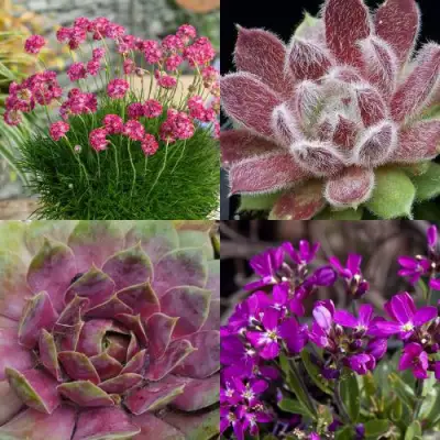 Комплект МИНИ САД в Новополоцке