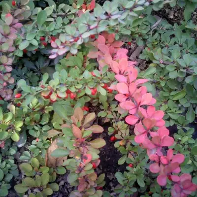 Барбарис ГРИН КАРПЕТ тунберга в Новополоцке