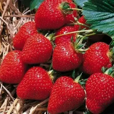 Клубника КИМБЕРЛИ в Новополоцке