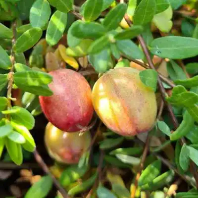 Клюква СТАНКОВИЧ в Новополоцке