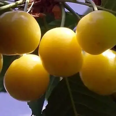 Черешня ЧЕРМАШНАЯ в Новополоцке