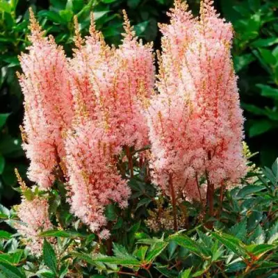 Астильба ЛУК ЭТ МИ японская в Новополоцке