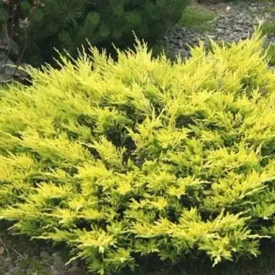 Можжевельник ЛАЙМ ГЛОУ горизонтальный  в Новополоцке