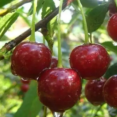 Вишня ВОЛОЧАЕВКА в Новополоцке