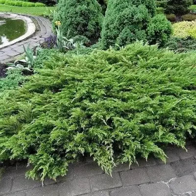 Можжевельник РОКЕРИ ДЖЕМ казацкий  в Новополоцке