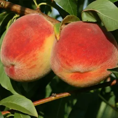 Персик МАРИЯ в Новополоцке