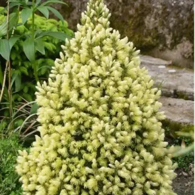 Ель МАЙГОЛД колючая в Новополоцке