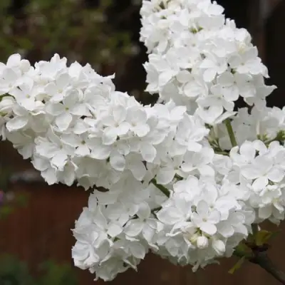 Сирень ФЛОРА в Новополоцке