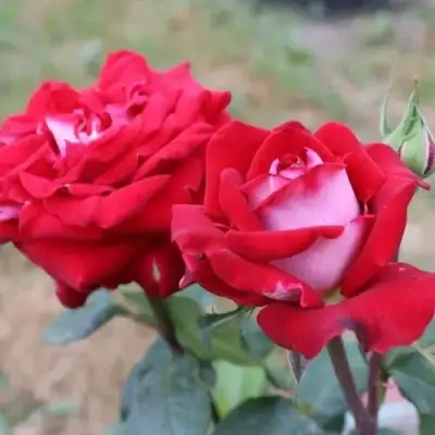 Роза АЛЬЯНС чайно-гибридная в Новополоцке