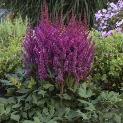 Астильба ВИЖНС китайская в Новополоцке