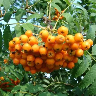 Рябина НЕВЕЖИНСКАЯ ЖЕЛТАЯ сладкоплодная в Новополоцке