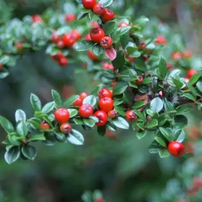 Кизильник горизонтальный в Новополоцке