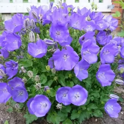 Колокольчик САНТА карпатский в Новополоцке