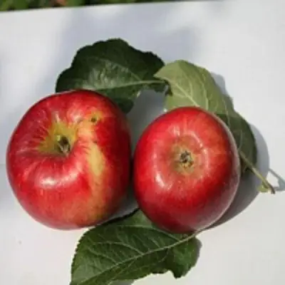 Яблоня РЕДФРИ в Новополоцке