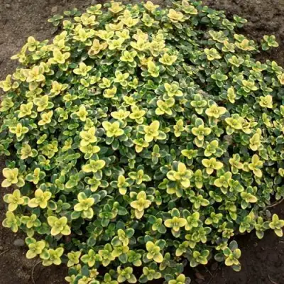 Тимьян ДОННА ВАЛЕЙ лимоннопахнущий в Новополоцке