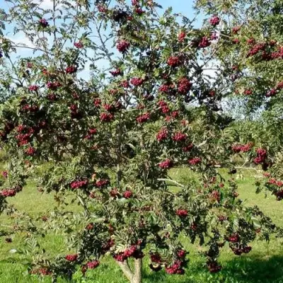 Рябина БУРКА сладкоплодная в Новополоцке