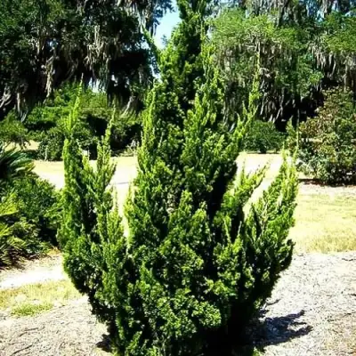 Можжевельник КАЙЗУКА китайский в Новополоцке