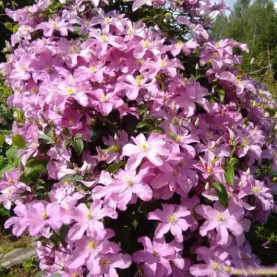 Клематис КОМТЕСС ДЕ БУШО в Новополоцке