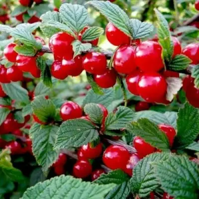 Вишня ВОСТОРГ войлочная в Новополоцке