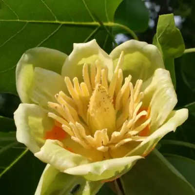 ЛИРИОДЕНДРОН тюльпанный в Новополоцке