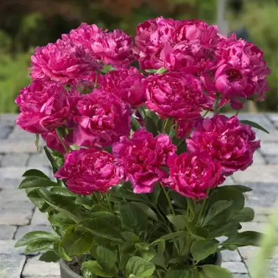 Пион ЛОНДОН травянистый в Новополоцке