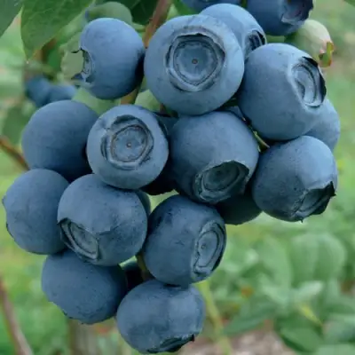 Голубика РУБЕЛ в Новополоцке