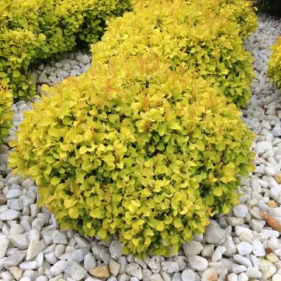 Барбарис БОНАНЗА ГОЛД тунберга в Новополоцке