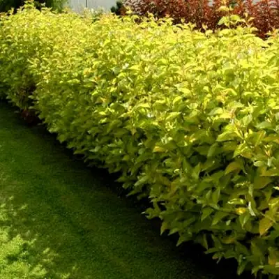 Комплект ДАРТС ГОЛД в Новополоцке