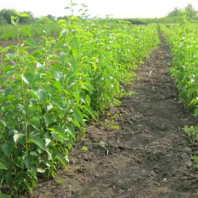 Подвой черешни ДИКАЯ ЧЕРЕШНЯ в Новополоцке