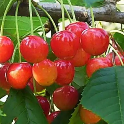 Черешня ДОНЧАНКА в Новополоцке