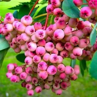 Рябина ПИНК сладкоплодная в Новополоцке