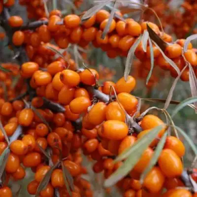 Облепиха ВОРОБЬЕВСКАЯ в Новополоцке