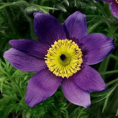 Прострел ПИНВИЛ БЛЮ ШЕЙДЕС в Новополоцке