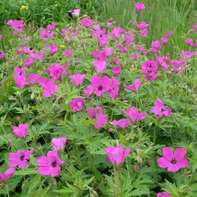 Герань РЕД АДМИРАЛ гибридная в Новополоцке